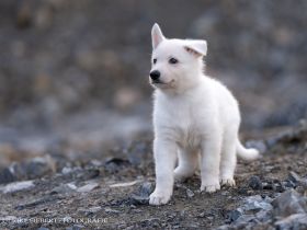 Weiße Schweizer Schäferhund Welpen *Stockhaar + Langstock *