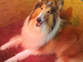 Wunderschöne Collie Welpen Amerikanische Linie