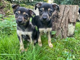 Süße Mix Zwergpinscher Welpen