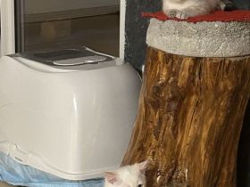 Zwei wunderschöne Kätzchen