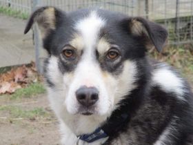 Nukka sucht ein verständnisvolles, erfahrenes Zuhause