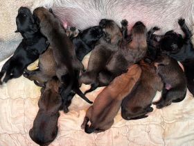 bezaubernde Malinois Welpen