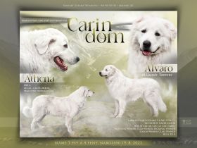 Maremmen-Abruzzen-Schäferhundwelpen suchen liebevolle Familien