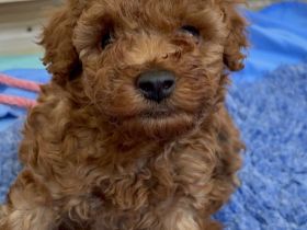 Zuckersüße Zwergpudel/ kleinpudel Welpen braun fawn apricot