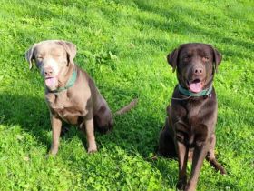 **🐾 Auf der Suche nach einem liebevollen Zuhause: Campino und Cleo 🐾**