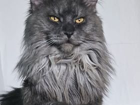 Maine Coon Deckkater