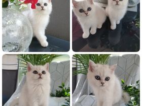 Britisch kurzhaar Silver shaded point mit Stammbaum