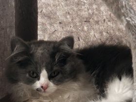 Britisch langhaar Kater