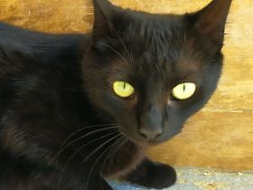 Isidora - sehr lieb und verspielt