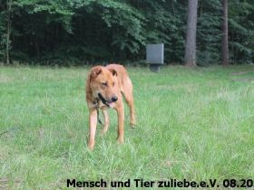 Monty sucht Menschen mit Hundeerfahrung