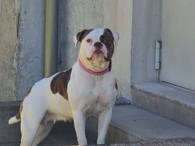 American Bulldog Weibchen