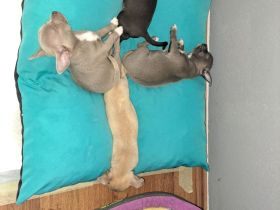 Niedliche Chihuahua Welpen suchen ein liebevolles Zuhause