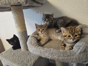 3 zuckersüße Kitten