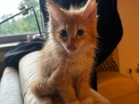 Zuckersüße Maine Coon Kittys