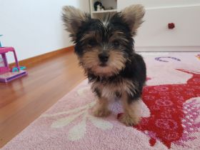 Yorkshire Terrier Welpe