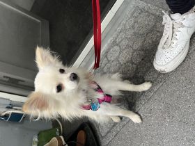 Kleine liebevolle Hündin