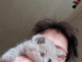 Britisch Kurzhaar Mädchen