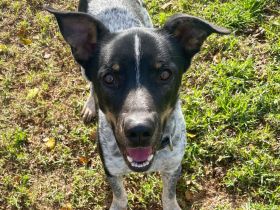 Chess und seine zweite Chance