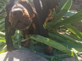 Welpen Black&Tan Coonhound