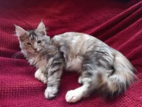 Maine Coon Mädels mit Stammbaum