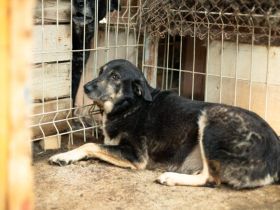 Ein ruhiges Zuhause für Skella gesucht !