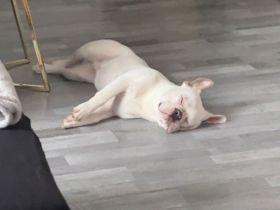 Französische Bulldogge (männlich) sucht neue Familie