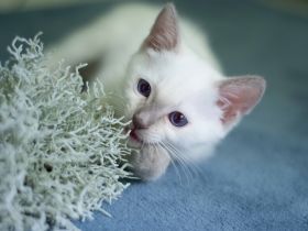 Siam Kitten Heilige Birma Abholung ab 19 September