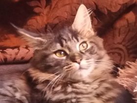 Maine Coon Prinzessin!!