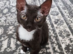 Europäische Kurzhaar Sphinx Mix