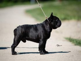 Top French Bulldog