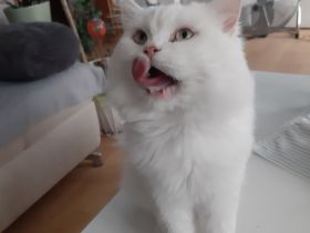 Babys suchen Traumschloß ❣