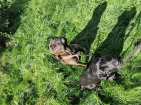 Labrador- und Dogo Canariomischling