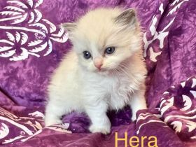 Classic Ragdoll-Kitten aus seriöser Zucht