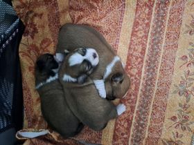 Shitzu Welpen zu verkaufen