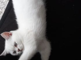 BKH Kitten (silver shaded) männlich mit blauen Augen