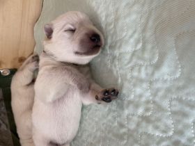 Weiße Schweizer Schäferhund Welpen