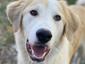 Buddy, geb. ca. 01/2022, lebt in GRIECHENLAND, im städt. Tierheim Serres