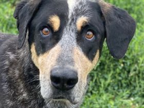 Bert, geb. ca. 10/2019, lebt in GRIECHENLAND, im städt. Tierheim Serres