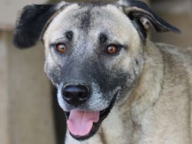 Bernhard, geb. ca. 01/2022, lebt in GRIECHENLAND, im städt. Tierheim Serres