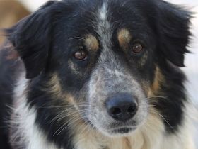 Bente, geb. ca. 04/2020, lebt in GRIECHENLAND, im städt. Tierheim Serres