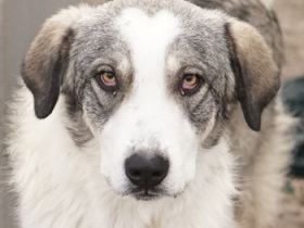 Balou, geb. ca. 05/2022, lebt in GRIECHENLAND, im städt. Tierheim Serres