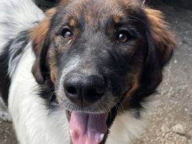 Bali, geb. ca. 12/2021, lebt in GRIECHENLAND, im städt. Tierheim Serres