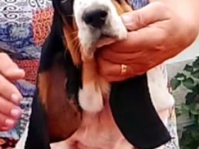 Basset Hound Welpen