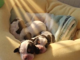 Basset Hound Welpen