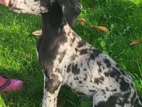 Deutsche Dogge Welpen