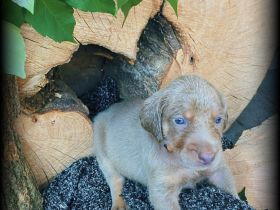 Reinrassige Weimaraner Welpen