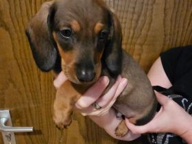 Zwergdackel Kaninchendackel Welpen