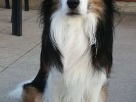 Border Collie Deckrüde