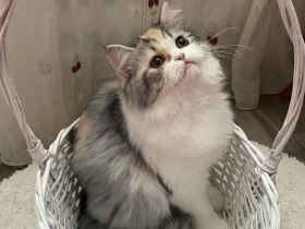 Perser Langhaar Kitten