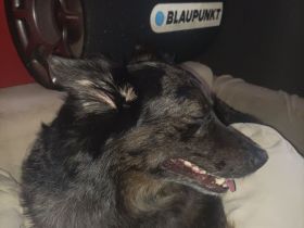 Hündin Australien Chepat Mix